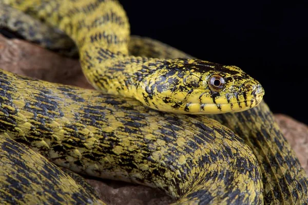 Zadar Dice Snake Natrix Tessellatus Flavescens Endemic Zadar Lake Region — Stock Photo, Image