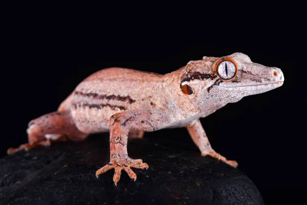 Gargulec Gecko Rhacodactylus Auriculatus Gatunek Średniej Wielkości Zagrożonych Gecko Endemicznie — Zdjęcie stockowe