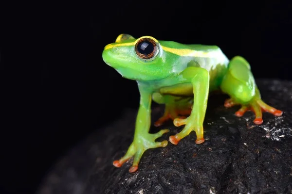 Rana Caña Riggenbach Hyperolius Riggenbachi Encuentra Las Tierras Altas Bamenda —  Fotos de Stock