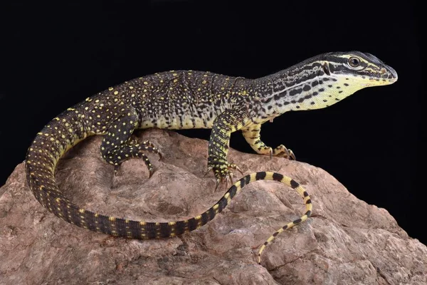 Varano Varanus Panoptes Horni Una Grande Specie Lucertola Onnivora — Foto Stock