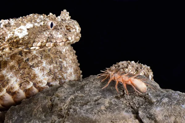 Spider Tailed Horned Viper Pseudocerastes Urarachnoides Species Viper Endemic Western — Stock Photo, Image