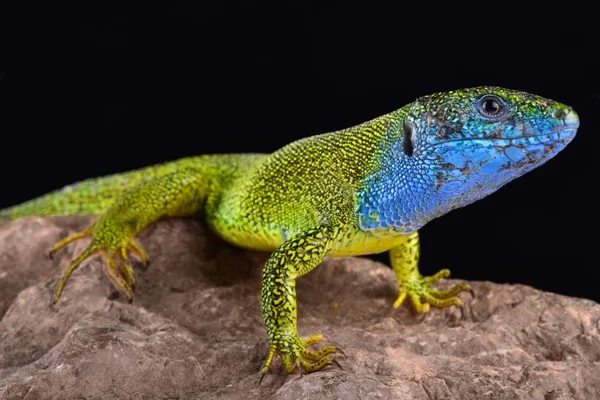 Lagarto Verde Europeo Lacerta Viridis Macho —  Fotos de Stock