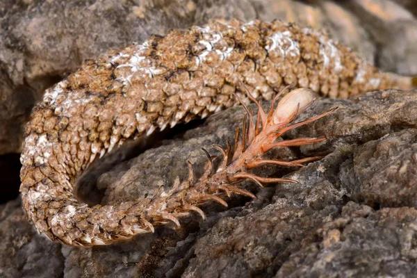 蜘蛛尾角毒蛇 Pseudocerastes Urarachnoides 是伊朗西部特有的毒蛇种类 2006年被描述 模仿尾巴的蜘蛛是用来引诱鸟儿的 — 图库照片