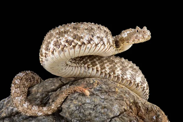 Die Spinnenschwanzviper Pseudocerastes Urarachnoides Ist Eine Westiran Endemische Viper Die — Stockfoto