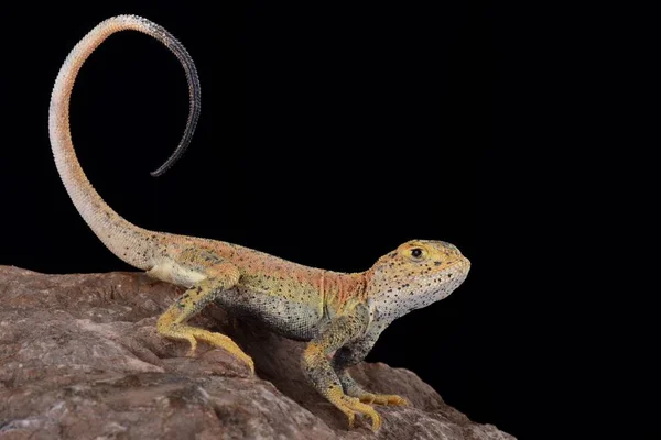 Esta Uma Nova Espécie Não Descrita Agama Phrynocephalus Encontrado Província — Fotografia de Stock