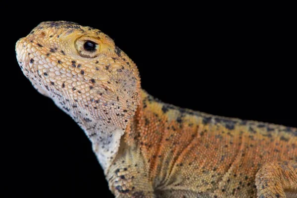 Yeni Undescribed Sincan Eyaleti Çin Bulundu Kurbağa Başlı Agama Phrynocephalus — Stok fotoğraf