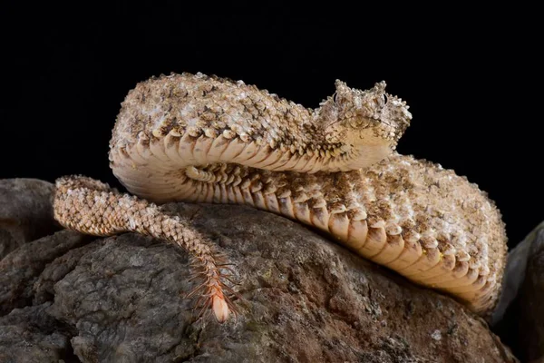 Růžkatá Spider Kvadrát Pseudocerastes Urarachnoides Druh Zmije Endemický Západní Írán — Stock fotografie