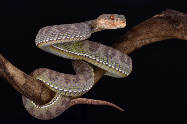 Mangrov çukur engerek (beyaz purpureomaculatus) Güneydoğu Asya'da son derece agresif gece ağaç engerek türüdür.