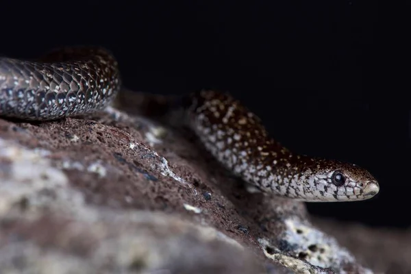 Bonte Slug Eater Duberria Variegata Een Langzaam Bewegende Slak Eten — Stockfoto