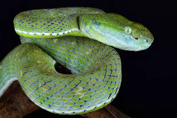 Indonezyjski Pit Viper Parias Hageni Jest Gatunkiem Viper Duże Drzewo — Zdjęcie stockowe