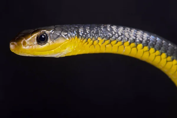 Amazon Whipsnake Chironius Carinatus Large Nonvenomous Highly Agressie Snake Species — Stock Photo, Image