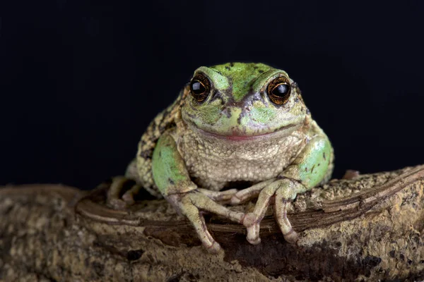 Marsupial Andina Gastrotheca Riobambae Tem Comportamento Reprodutivo Único Ter Uma — Fotografia de Stock