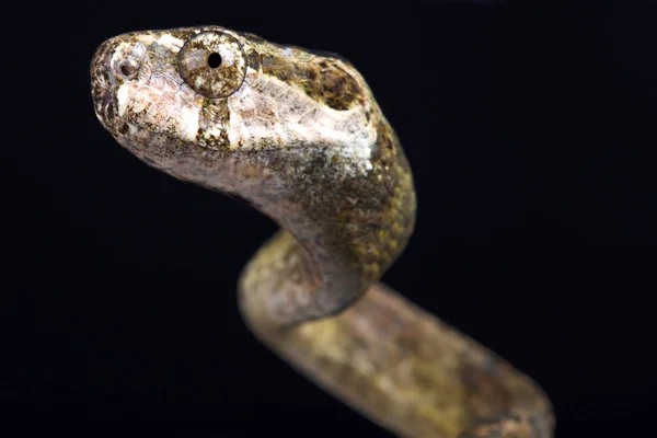 Die Stumpfe Schneckennatter Aplopeltura Boa Ist Eine Spezialisierte Schlangenart Die — Stockfoto