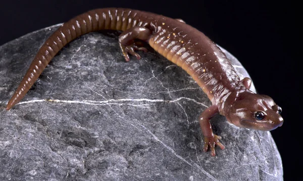 Der Baumsalamander Aneides Lugubris Ist Eine Halbbaumartige Salamanderart Die Kalifornien — Stockfoto