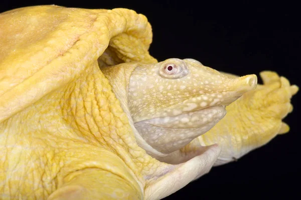 Asiatic Softshell Turtle Amyda Cartilaginea Albino — Stock Photo, Image