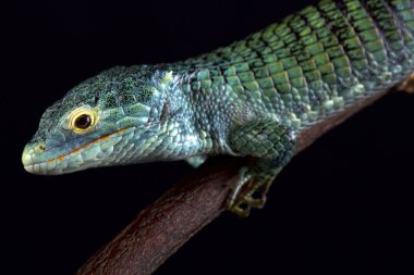 Bocourt'ın ağaç timsah kertenkele (Abronia vasconcelosii) Guatemala Sierra Madre de Chiapas bölgesine endemik.