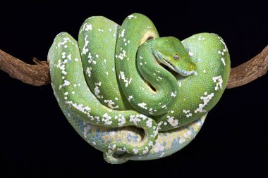 morelia viridis bir yeşil ağaç pitonu