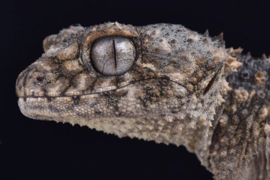 Prickly knob-tailed gecko, Nephrurus asper clipart