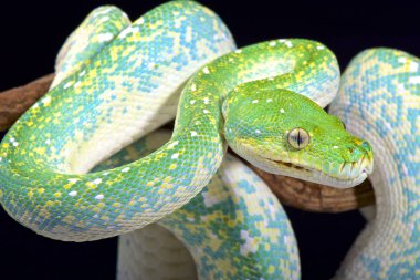 morelia viridis bir yeşil ağaç pitonu