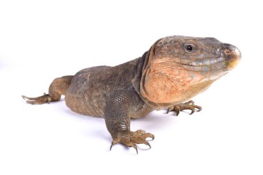 Büyük Kanarya Dev Kertenkelesi, Gallotia Stehlini