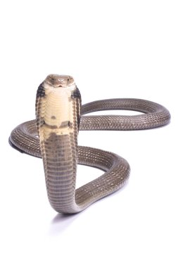 The King cobra (Ophiophagus hannah) is the largest venomous snake species in the world. They are found in Southeast Asia. clipart