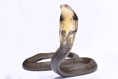 Kral kobra (Ophiophagus hannah) dünyanın en büyük zehirli yılan türdür. Güneydoğu Asya'da bulunurlar.