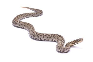 Kısa kuyruklu Mamushi, Gloydius brevicaudus, Erkek