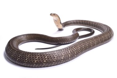 Kral kobra (Ophiophagus hannah) dünyanın en büyük zehirli yılan türdür. Güneydoğu Asya'da bulunurlar.