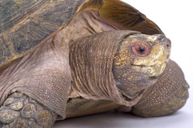 Asya'da bulunan bir nesli tehlike altında olan yarı sucul sürüngen dev Asya gölet kaplumbağa (Heosemys grandis) olduğunu.