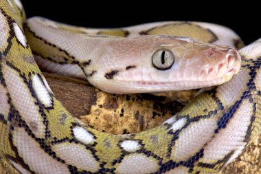 The Reticulated python (Malayopython reticulatus) is the longest snake species on earth. clipart