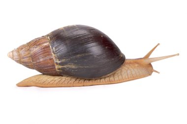 Dev sarışın salyangoz, Achatina Immaculata, Mozambik