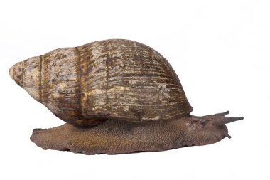 Dev Batı Afrika salyangoz, Archachatina marginata, Kamerun