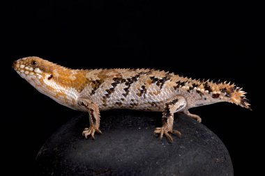 Pigme dikenli kuyruklu skink (Egernia depressa) Avustralya'da bulunur. Düz, ağır zırhlı kuyruk onların ödünç giriş kapatmak için kullanılır.