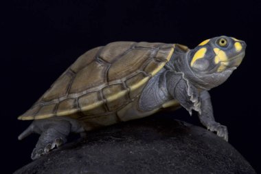 The yellow-spotted river turtle (Podocnemis unifilis) is an omnivorous turtle species found in tropical South America. clipart