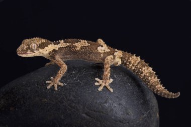 Sert kalın parmaklı gecko (Pachydactylus rugosus) Güney Afrika'ya endemik.