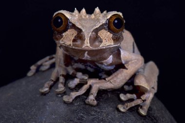Dikenli başlı ağaç kurbağası (Anotheca spinosa) familyasından bir atmaca muhteşem görünümlü kurbağa Orta Amerika'dan.