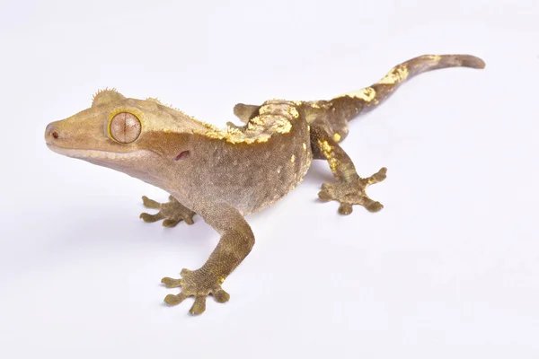 Gecko Crested Correlophus Ciliatus Foi Redescoberto Nos Anos Uma Pequena — Fotografia de Stock