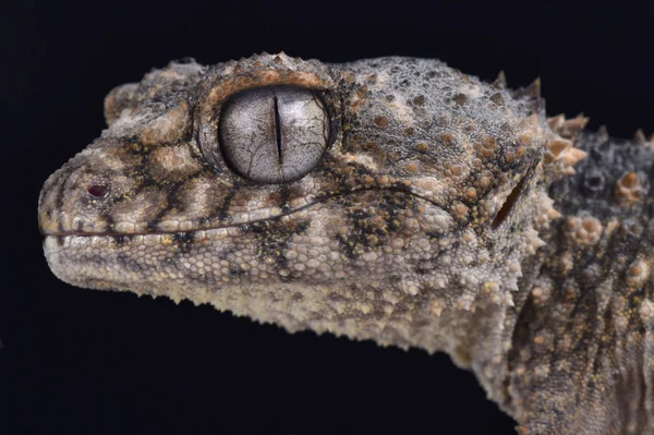 Dikenli topuzu kuyruklu gecko, Nephrurus asper