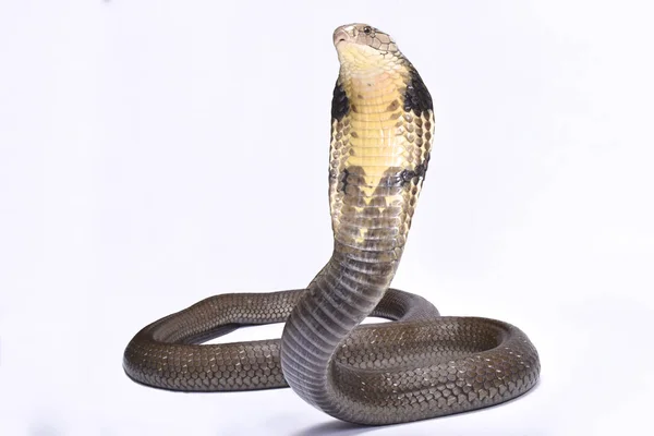 King Cobra Χάνα Ophiophagus Είναι Μεγαλύτερο Είδος Δηλητηριώδες Φίδι Στον — Φωτογραφία Αρχείου