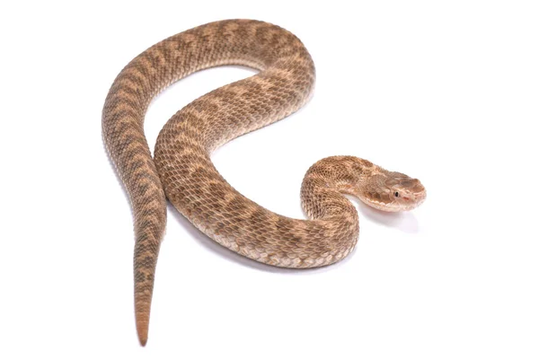 Short Tailed Mamushi Gloydius Brevicaudus Female — Stock Photo, Image