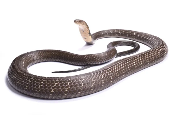 King Cobra Χάνα Ophiophagus Είναι Μεγαλύτερο Είδος Δηλητηριώδες Φίδι Στον — Φωτογραφία Αρχείου