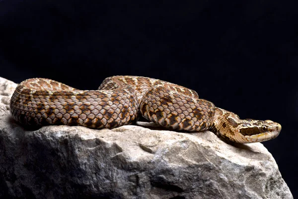 Siberian Pit Viper Gloydius Halys — Stock Photo, Image