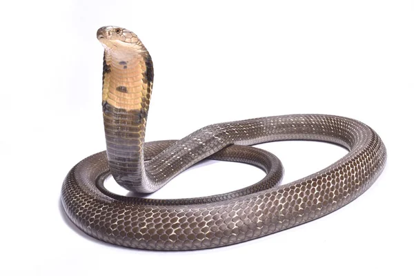 King Cobra Χάνα Ophiophagus Είναι Μεγαλύτερο Είδος Δηλητηριώδες Φίδι Στον — Φωτογραφία Αρχείου