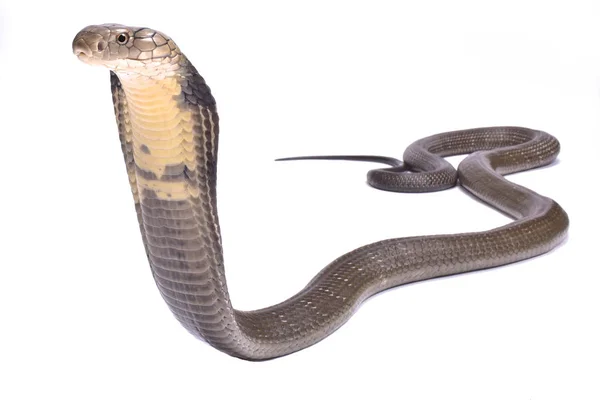 Kobra Królewska Ophiophagus Hannah Największy Gatunek Jadowitych Węży Świecie Znajdują — Zdjęcie stockowe