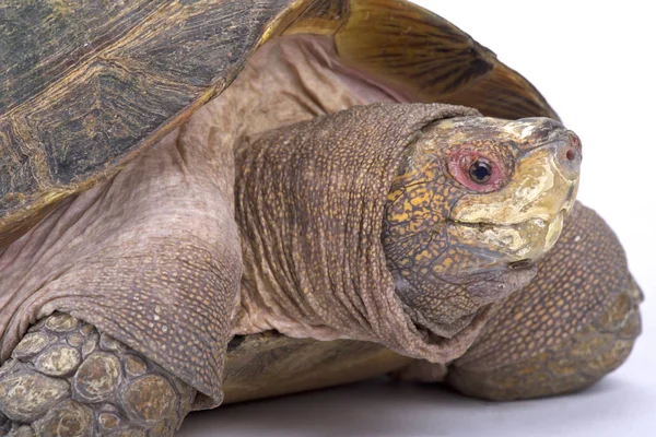 Asya'da bulunan bir nesli tehlike altında olan yarı sucul sürüngen dev Asya gölet kaplumbağa (Heosemys grandis) olduğunu.