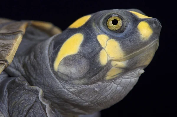 yellow-spotted river turtle,Podocnemis unifilis, Brazil