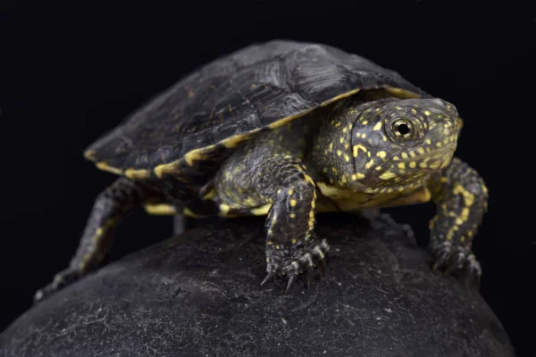 Итальянская Черепаха Emys Orbicularis Galloitalica Италия — стоковое фото