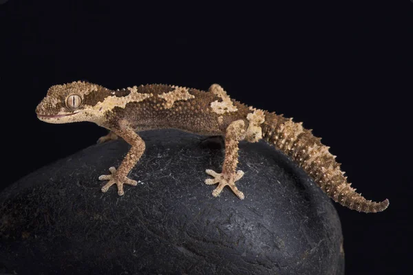 Sert kalın parmaklı gecko (Pachydactylus rugosus) Güney Afrika'ya endemik.