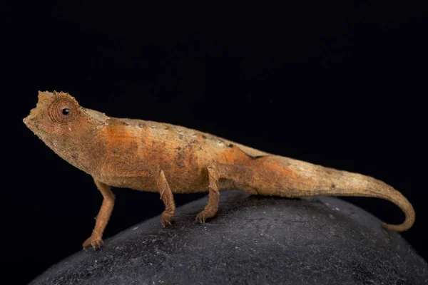 Camaleão Pigmeu Brookesia Antahkarana Uma Espécie Camaleão Folha Críptica Endémica — Fotografia de Stock