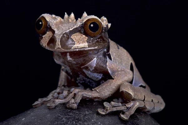 개구리 Anotheca Spinosa 아메리카에서 화려한 개구리 — 스톡 사진